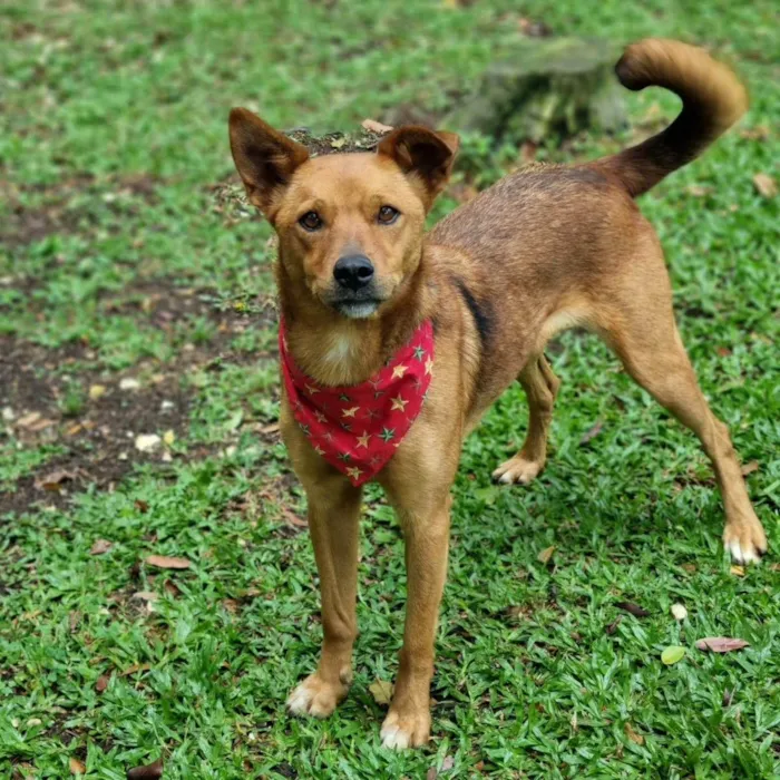 Cachorro ra a Srd idade 3 anos nome FILINA