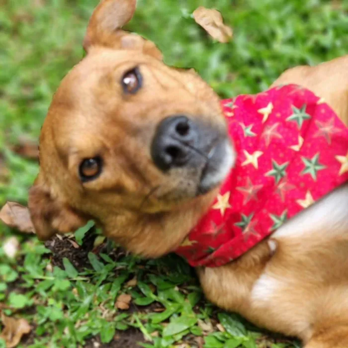 Cachorro ra a Srd idade 3 anos nome FILINA