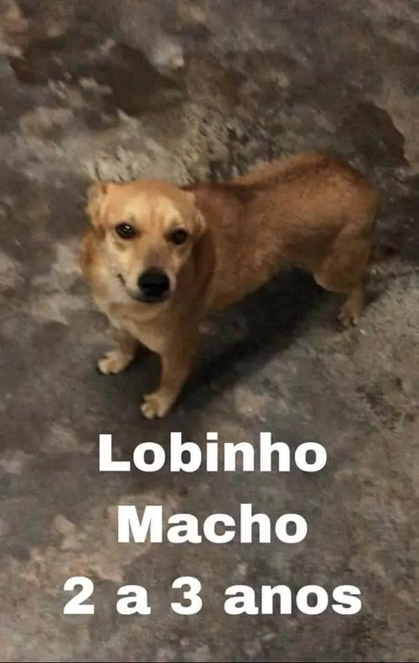 Cachorro ra a SRD idade 5 anos nome LOBINHO