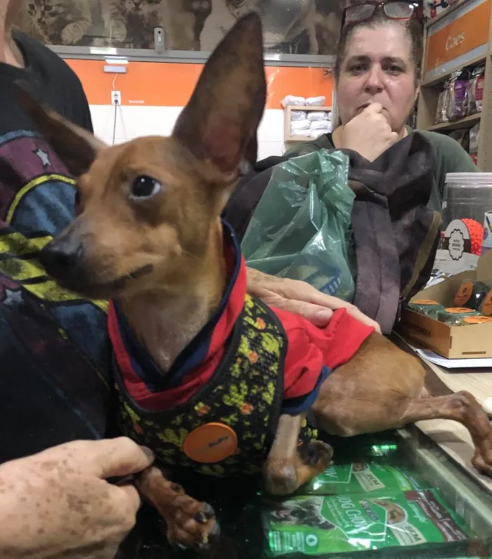 Cachorro ra a Pincher idade 3 anos nome Barthô 