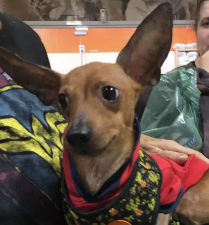 Cachorro ra a Pincher idade 3 anos nome Barthô 