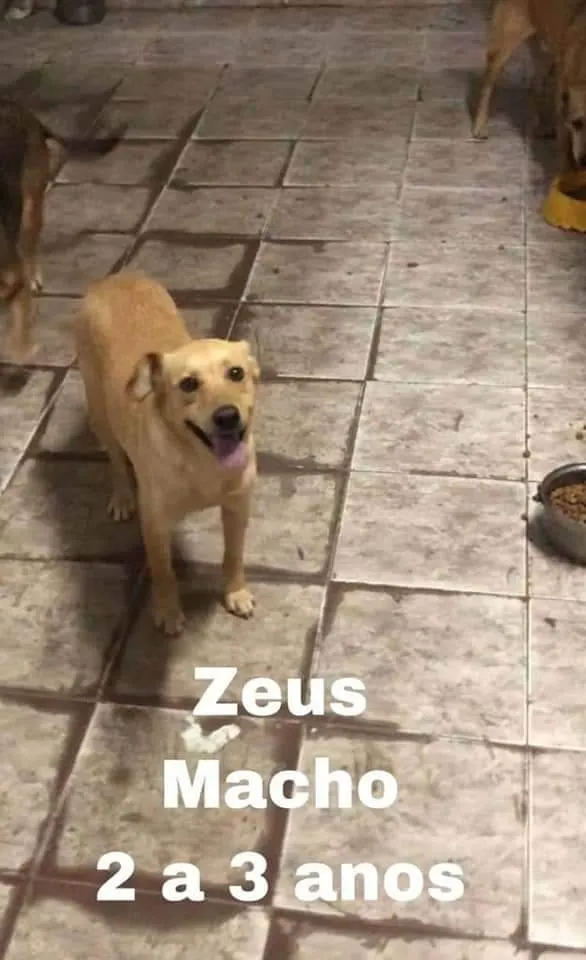 Cachorro ra a SRD idade 5 anos nome ZEUS