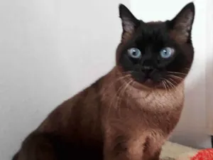 Gato raça siamesa idade 3 anos nome Baby