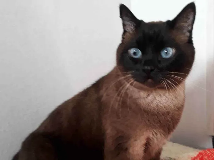 Gato ra a siamesa idade 3 anos nome Baby