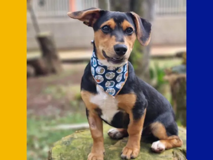 Cachorro ra a Srd idade 7 a 11 meses nome PINOT