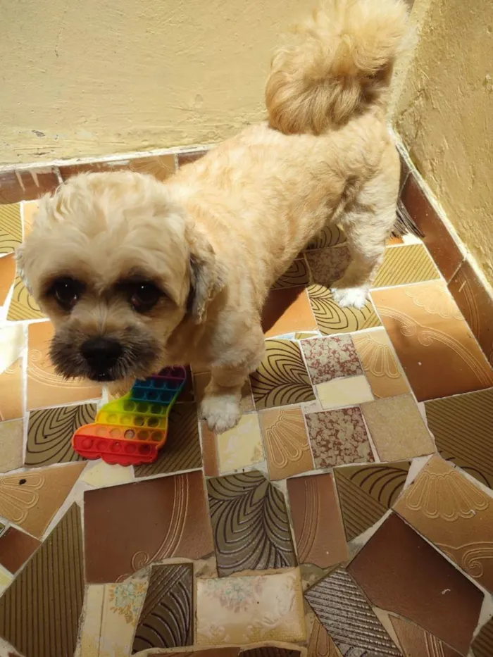 Cachorro ra a Shirzu idade 2 a 6 meses nome Max