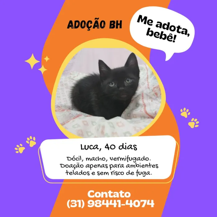 Gato raça Srd idade Abaixo de 2 meses nome Luca