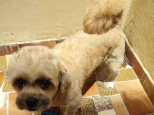 Cachorro raça Shirzu idade 2 a 6 meses nome Max