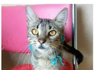 Gato raça srd tigradinha idade 7 a 11 meses nome NINA