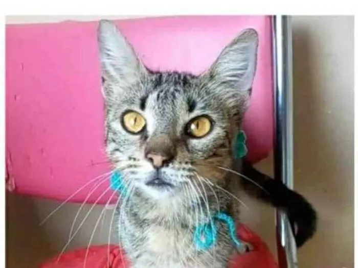 Gato ra a srd tigradinha idade 7 a 11 meses nome NINA