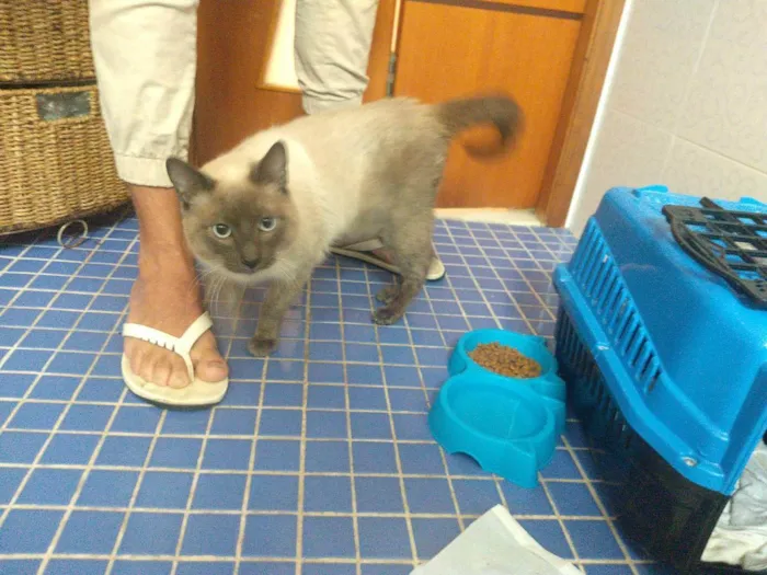Gato ra a  idade 2 a 6 meses nome Pérola