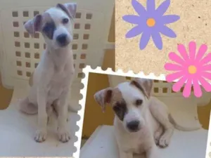 Cachorro raça Vira-lata  idade 2 a 6 meses nome Amora