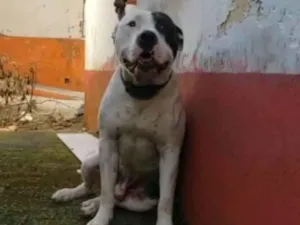 Cachorro raça PITBULL  idade 3 anos nome THOR