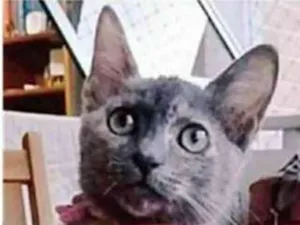 Gato raça srd escaminha idade 2 a 6 meses nome MARIA