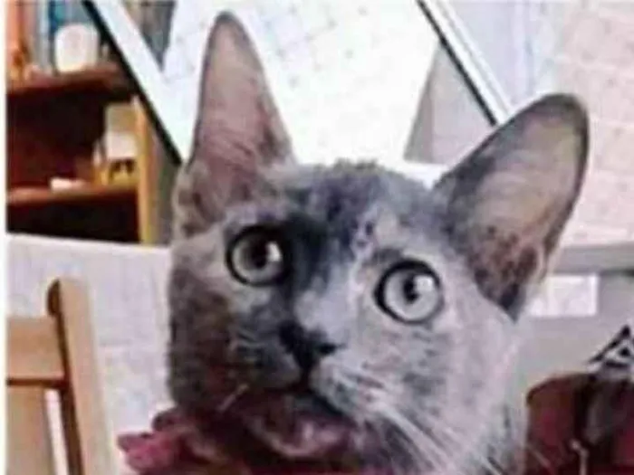Gato ra a srd escaminha idade 2 a 6 meses nome MARIA