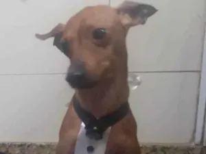 Cachorro raça Pincher idade 3 anos nome Barthô 