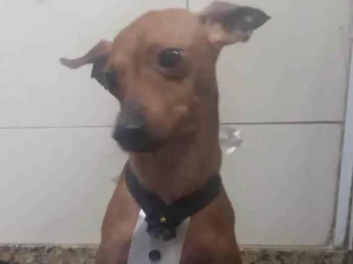 Cachorro ra a Pincher idade 3 anos nome Barthô 