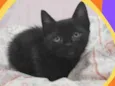 Luca