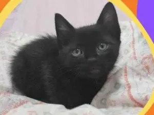 Gato raça Srd idade Abaixo de 2 meses nome Luca