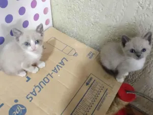 Gato raça Siames idade 2 a 6 meses nome .