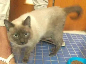 Gato raça  idade 2 a 6 meses nome Pérola