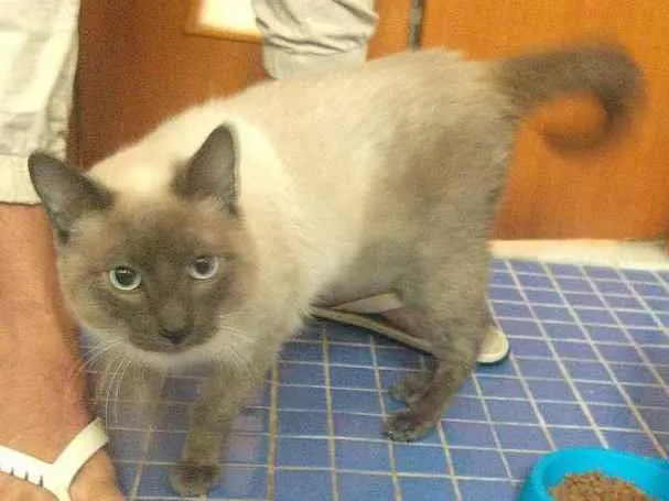 Gato ra a  idade 2 a 6 meses nome Pérola