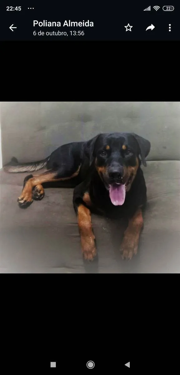 Cachorro raça Rotwaler idade 1 ano nome Zeus