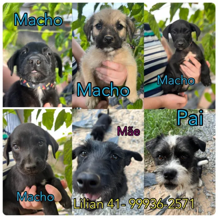 Cachorro raça Vira Lata idade Abaixo de 2 meses nome Filhote