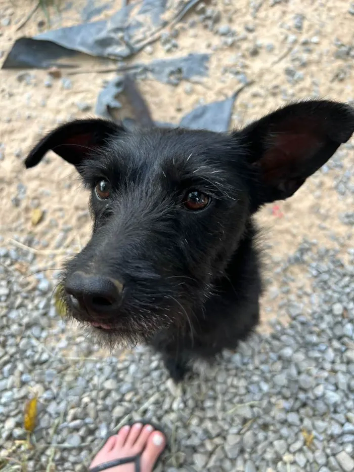 Cachorro raça Vira Lata idade Abaixo de 2 meses nome Filhote