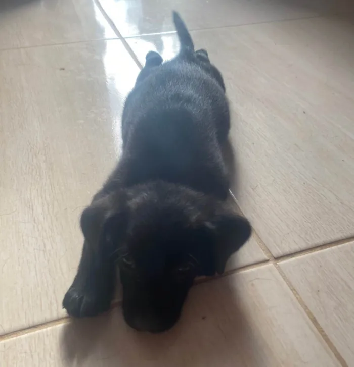 Cachorro raça Vira Lata idade Abaixo de 2 meses nome Filhote