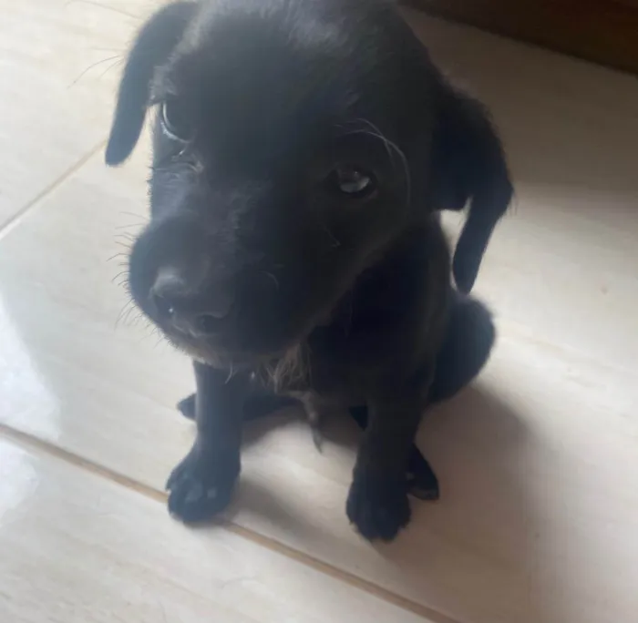 Cachorro raça Vira Lata idade Abaixo de 2 meses nome Filhote