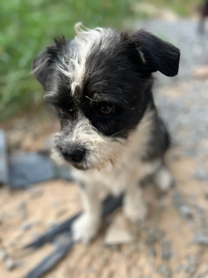 Cachorro raça Vira Lata idade Abaixo de 2 meses nome Filhote
