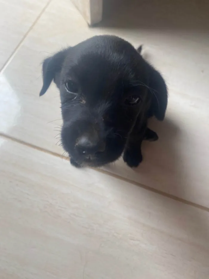Cachorro raça Vira Lata idade Abaixo de 2 meses nome Filhote