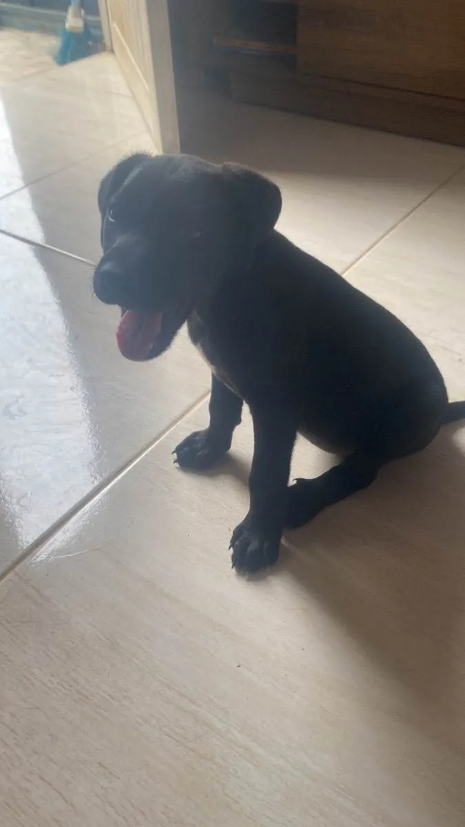 Cachorro raça Vira Lata idade Abaixo de 2 meses nome Filhote