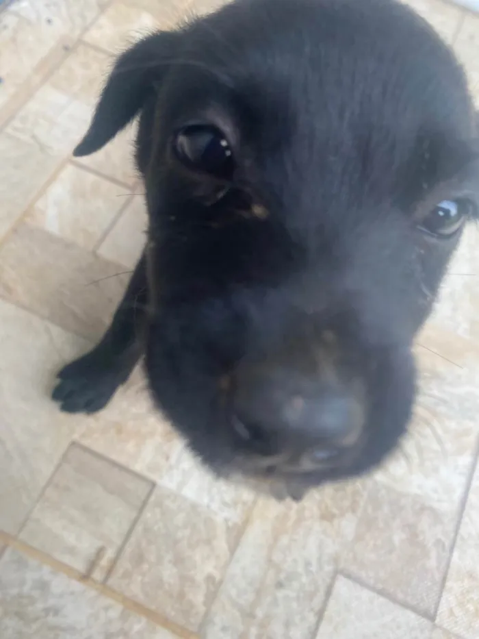 Cachorro raça Vira Lata idade Abaixo de 2 meses nome Filhote