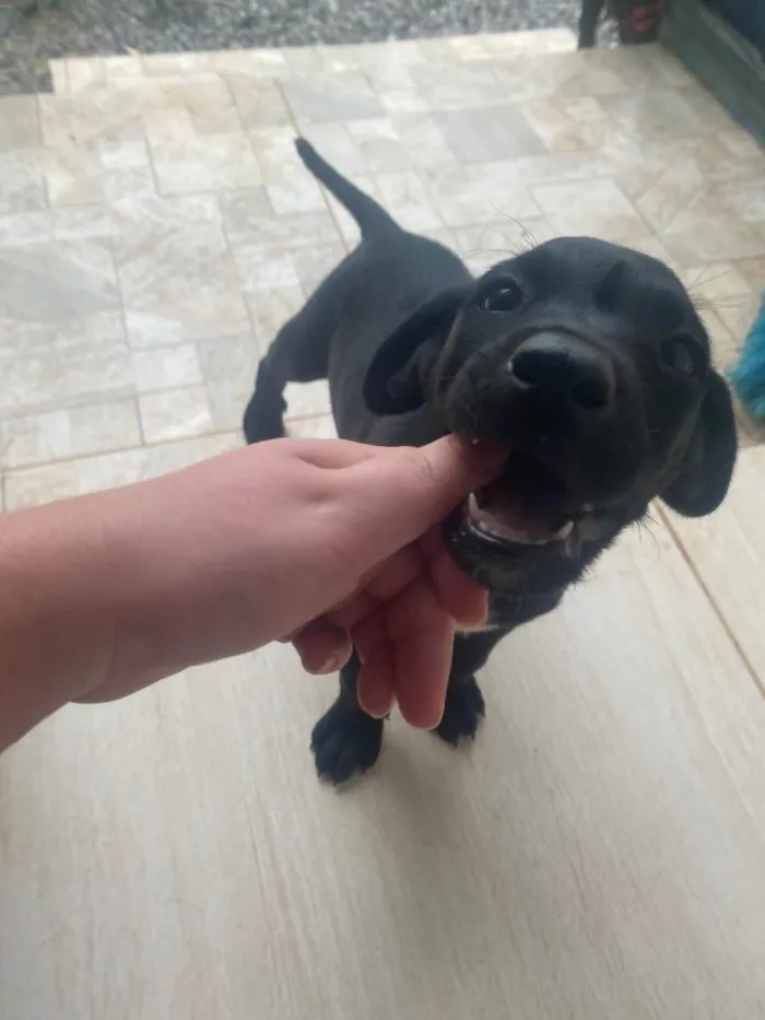 Cachorro raça Vira Lata idade Abaixo de 2 meses nome Filhote