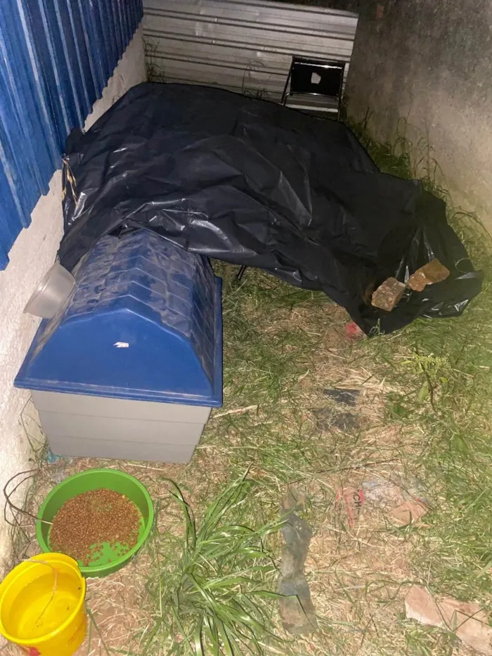 Cachorro raça Vira Lata idade Abaixo de 2 meses nome Filhote