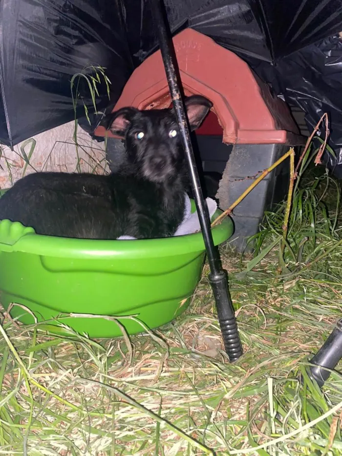 Cachorro raça Vira Lata idade Abaixo de 2 meses nome Filhote