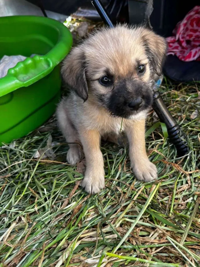 Cachorro raça Vira Lata idade Abaixo de 2 meses nome Filhote