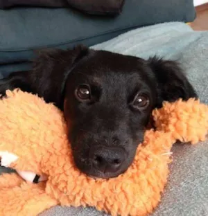 Cachorro raça Srd idade 7 a 11 meses nome Cássia 