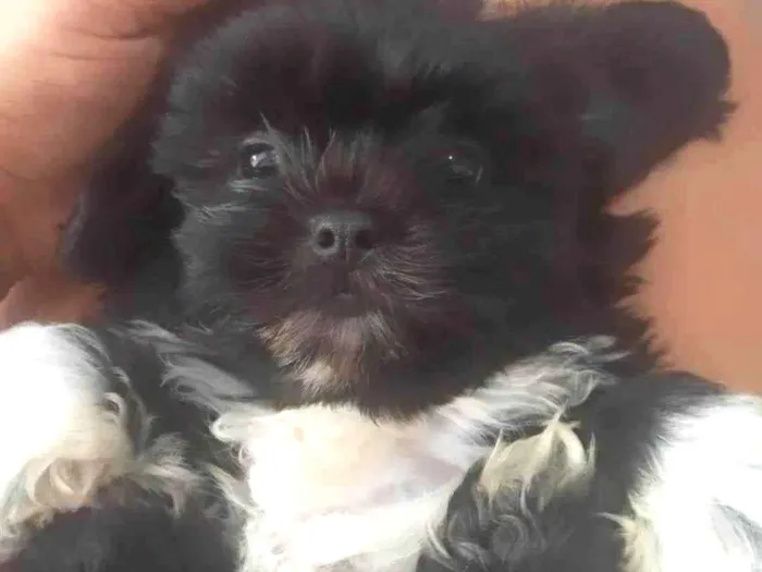 Cachorro raça Shih-Tzu idade 7 a 11 meses nome Frederico