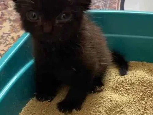 Gato ra a Preto idade Abaixo de 2 meses nome Sem nome