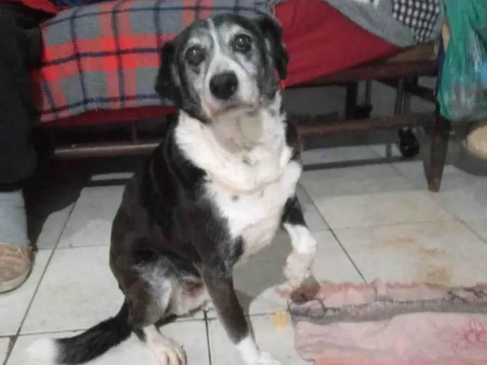 Cachorro ra a SRD idade 5 anos nome TUTI