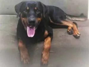 Cachorro raça Rotwaler idade 1 ano nome Zeus
