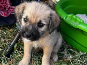 Cachorro raça Vira Lata idade Abaixo de 2 meses nome Filhote