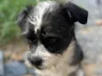 Filhote