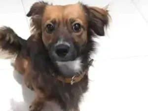 Cachorro raça Srd idade 3 anos nome Lucky