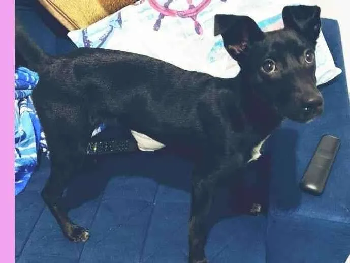 Cachorro raça Srd  idade 7 a 11 meses nome Peppa