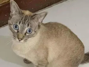 Gato raça SRD idade 1 ano nome GUGA