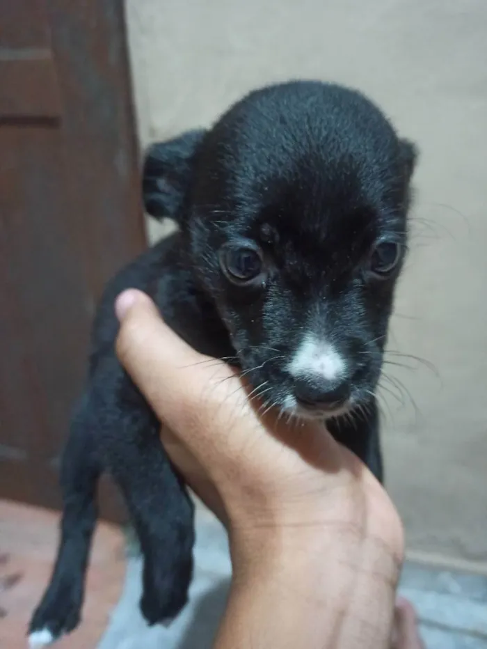 Cachorro raça Misturado  idade 2 a 6 meses nome Amora